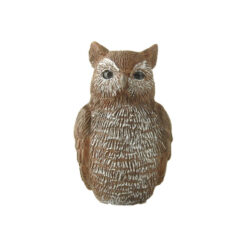 248-14229 Little owl